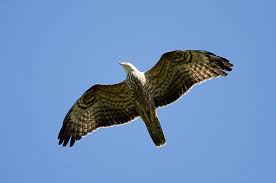 Attēlu rezultāti vaicājumam “Pernis apivorus adult”