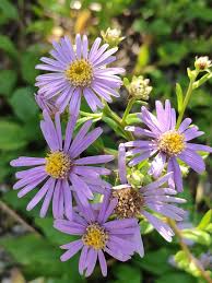 Image result for Aster amellus