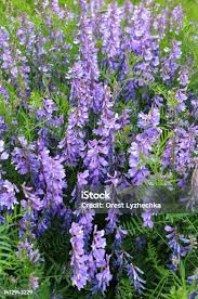 Attēlu rezultāti vaicājumam “Vicia tenuifolia flower”