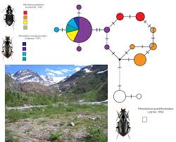 Attēlu rezultāti vaicājumam “Pterostichus quadrifoveolatus”