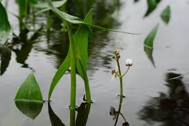 Attēlu rezultāti vaicājumam “Sagittaria sagittifolia”
