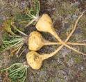 maca pronunciation