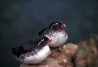 Close up portraits of parakeet auklet birds aethia psittacula public domain - via Daymix