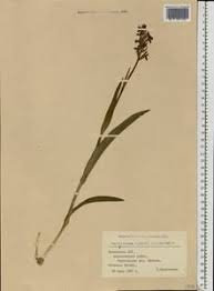 Attēlu rezultāti vaicājumam “Dactylorhiza russowii”