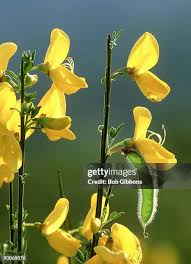Attēlu rezultāti vaicājumam “Cytisus scoparius fruit”