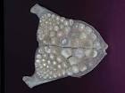 Freshwater drum fish teeth - via Daymix