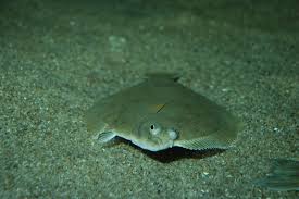 Image result for Limanda limanda