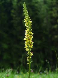 Image result for Verbascum nigrum
