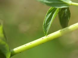 Attēlu rezultāti vaicājumam “Hypericum maculatum”