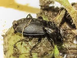 Attēlu rezultāti vaicājumam “Pterostichus melanarius”