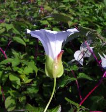 Attēlu rezultāti vaicājumam “Calystegia inflata leaf”