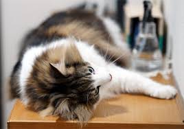 猫次郎o에 대한 이미지 검색결과