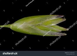 Attēlu rezultāti vaicājumam “Danthonia decumbens bud”