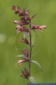 Attēlu rezultāti vaicājumam “Odontites vulgaris flower”