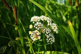 Attēlu rezultāti vaicājumam “Cicuta virosa leaf”