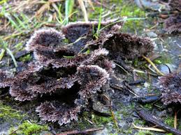 Attēlu rezultāti vaicājumam “Thelephora terrestris”