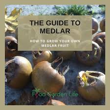 Attēlu rezultāti vaicājumam “Mespilus germanica fruit”