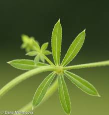 Attēlu rezultāti vaicājumam “Galium uliginosum”