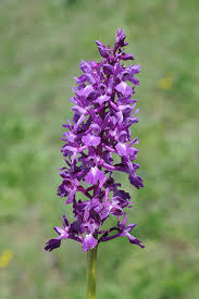 Attēlu rezultāti vaicājumam “Orchis mascula flower”