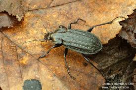 Attēlu rezultāti vaicājumam “Carabus clathratus”