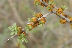 Attēlu rezultāti vaicājumam “Hippophae rhamnoides female flower”