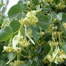 Attēlu rezultāti vaicājumam “Tilia cordata flower”