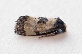 Attēlu rezultāti vaicājumam “Cochylis dubitana”