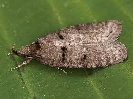 Attēlu rezultāti vaicājumam “Luquetia lobella”