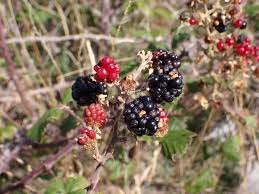 Attēlu rezultāti vaicājumam “Rubus plicatus fruit”