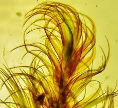 Attēlu rezultāti vaicājumam “Warnstorfia fluitans”