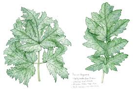 Attēlu rezultāti vaicājumam “Heracleum sosnowskyi leaf”