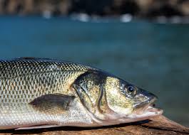 Image result for Dicentrarchus labrax