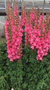 Attēlu rezultāti vaicājumam “Antirrhinum majus”