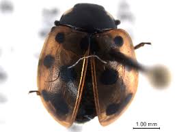 Attēlu rezultāti vaicājumam “Coccinella quinquepunctata”