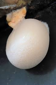 Attēlu rezultāti vaicājumam “Lycogala flavofuscum”