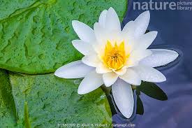 Attēlu rezultāti vaicājumam “Nymphaea alba flower”