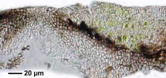 Attēlu rezultāti vaicājumam “Verrucaria hydrela”