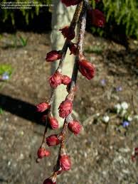 Attēlu rezultāti vaicājumam “Cercidiphyllum japonicum flower”