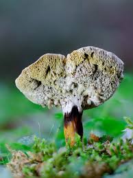 Attēlu rezultāti vaicājumam “Hypomyces chrysospermus”