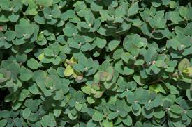 Attēlu rezultāti vaicājumam “Vaccinium uliginosum leaf”