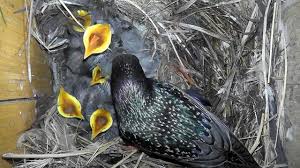 Attēlu rezultāti vaicājumam “Sturnus vulgaris nest”
