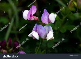 Attēlu rezultāti vaicājumam “Lathyrus palustris flower”