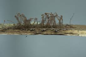 Attēlu rezultāti vaicājumam “Symphytocarpus impexus”