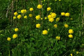 Attēlu rezultāti vaicājumam “Trollius europaeus leaf”