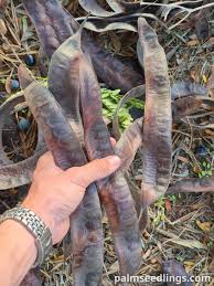 Attēlu rezultāti vaicājumam “Gleditsia triacanthos fruit”