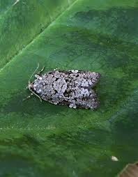 Attēlu rezultāti vaicājumam “Dichelia histrionana”