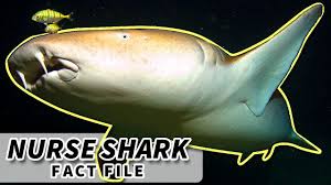 Image result for Ginglymostoma unami