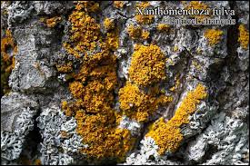 Attēlu rezultāti vaicājumam “Xanthoria fulva”