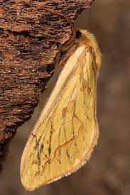 Attēlu rezultāti vaicājumam “Hepialidae”