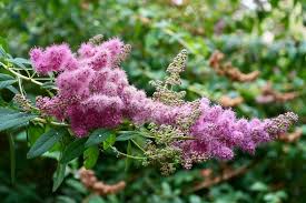 Attēlu rezultāti vaicājumam “Spiraea salicifolia”